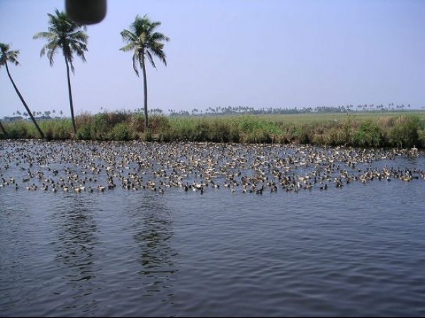 Backwaters in Kollam